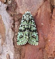 Attēlu rezultāti vaicājumam “Griposia aprilina”