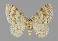 Attēlu rezultāti vaicājumam “Hydrelia sylvata”