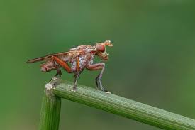 Attēlu rezultāti vaicājumam “Sciomyzidae”