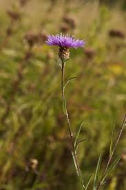 Attēlu rezultāti vaicājumam “Centaurea scabiosa”