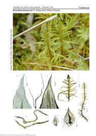 Attēlu rezultāti vaicājumam “Helodium blandowii”