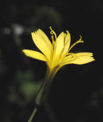 Attēlu rezultāti vaicājumam “Mycelis muralis”