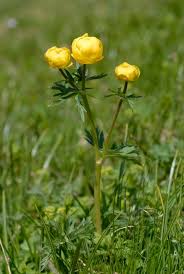 Attēlu rezultāti vaicājumam “Trollius europaeus”