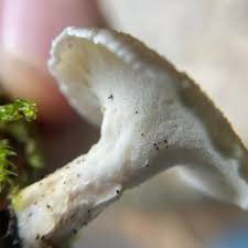 Attēlu rezultāti vaicājumam “Polyporus tubaeformis”