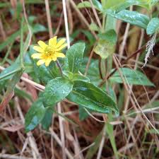 Image result for Sanvitalia procumbens