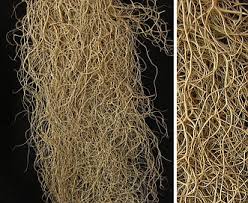 Attēlu rezultāti vaicājumam “Bryoria capillaris”