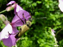Attēlu rezultāti vaicājumam “Paracorymbia maculicornis”