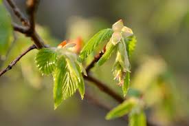 Attēlu rezultāti vaicājumam “Carpinus betulus male flower”