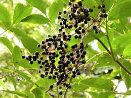 Attēlu rezultāti vaicājumam “Sambucus nigra fruit”