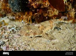 Image result for Haploblepharus pictus