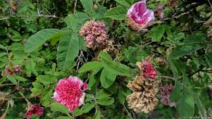 Attēlu rezultāti vaicājumam “Rosa majalis”