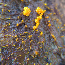 Attēlu rezultāti vaicājumam “Badhamia sp.”