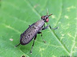 Attēlu rezultāti vaicājumam “Coremacera marginata”