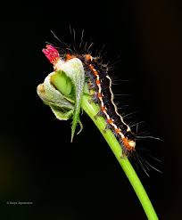 Attēlu rezultāti vaicājumam “Euproctis similis larva”