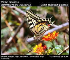Attēlu rezultāti vaicājumam “Papilio machaon”