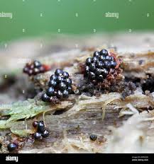 Attēlu rezultāti vaicājumam “Metatrichia vesparia”