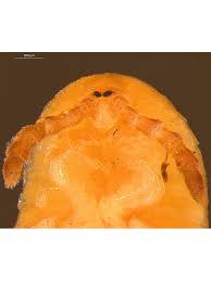 Attēlu rezultāti vaicājumam “Polyzonium germanicum”