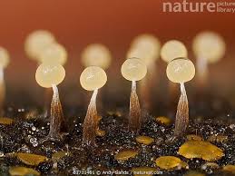 Attēlu rezultāti vaicājumam “Physarum murinum stalked”