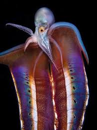 Attēlu rezultāti vaicājumam “Polypogon tentacularius male”