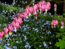 Image result for tränendes Herz