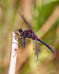 Attēlu rezultāti vaicājumam “Leucorrhinia dubia”