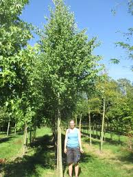 Attēlu rezultāti vaicājumam “Cercidiphyllum japonicum”