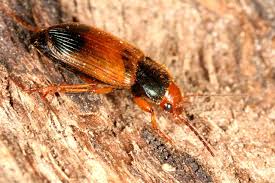 Attēlu rezultāti vaicājumam “Diachromus germanus”