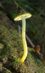 Attēlu rezultāti vaicājumam “Hygrocybe sp.”