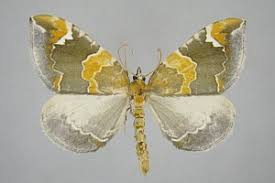 Attēlu rezultāti vaicājumam “Eulithis pyropata”