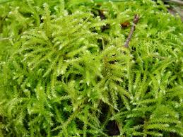 Attēlu rezultāti vaicājumam “Eurhynchium angustirete sporophyte”