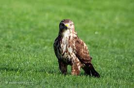 Attēlu rezultāti vaicājumam “Buteo buteo”