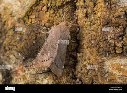 Attēlu rezultāti vaicājumam “Orthosia populeti”