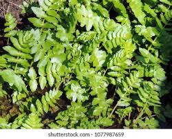 Attēlu rezultāti vaicājumam “Berula erecta leaf”