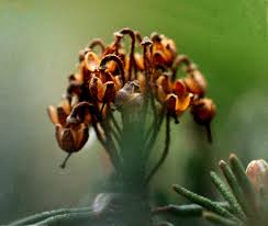 Attēlu rezultāti vaicājumam “Ledum palustre leaf”