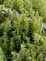 Attēlu rezultāti vaicājumam “Meesia triquetra”