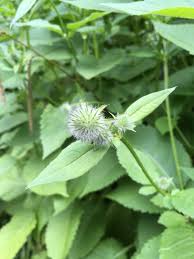 Image result for Dipsacus pilosus
