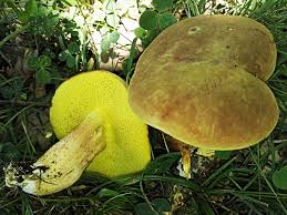 Attēlu rezultāti vaicājumam “Xerocomus subtomentosus”