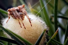 Attēlu rezultāti vaicājumam “Araneus diadematus eggs”