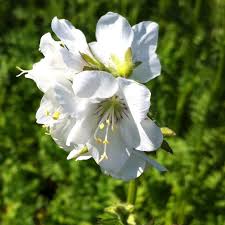 Attēlu rezultāti vaicājumam “Polemonium caeruleum flower”