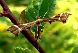 Attēlu rezultāti vaicājumam “Cnaemidophorus rhododactyla”
