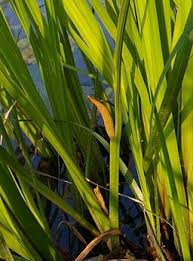 Attēlu rezultāti vaicājumam “Acorus calamus leaf”