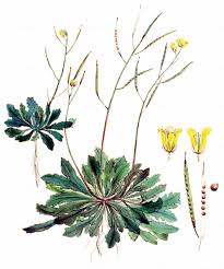 Attēlu rezultāti vaicājumam “Diplotaxis muralis fruit”