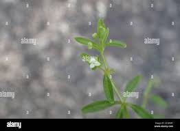 Attēlu rezultāti vaicājumam “Galium trifidum”