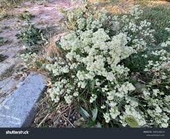 Attēlu rezultāti vaicājumam “Lepidium latifolium flower”