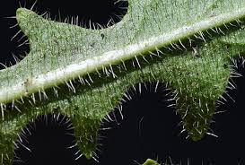 Attēlu rezultāti vaicājumam “Hypochaeris radicata leaf”