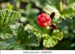 Attēlu rezultāti vaicājumam “Rubus chamaemorus”