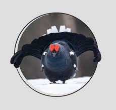 Image result for Tetrao tetrix