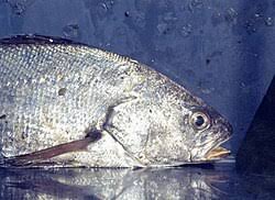 Image result for Argyrosomus regius