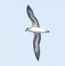 Image result for Pterodroma hasitata