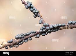 Attēlu rezultāti vaicājumam “Lamproderma ovoideum”